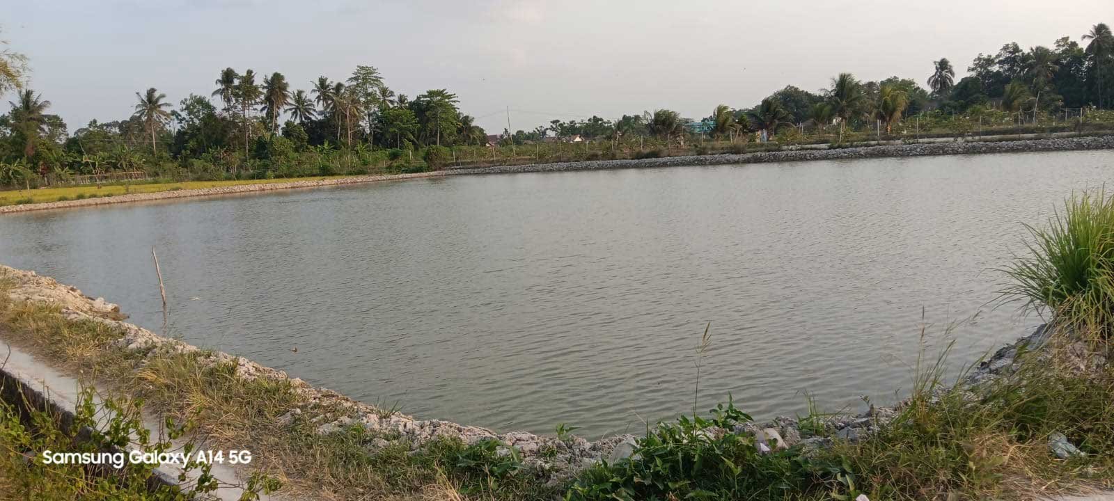 Desa Pujo Rahayu Belitang